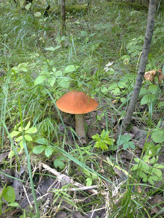 Осень выдалась удачной на грибы
