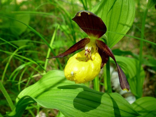 Соцветие северной орхидеи
