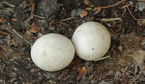Кладка яиц в гнезде филина